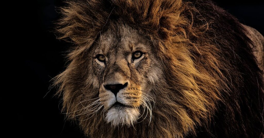 Close-up portrait of a majestic lion with a dark background, showcasing its powerful gaze and lush mane.