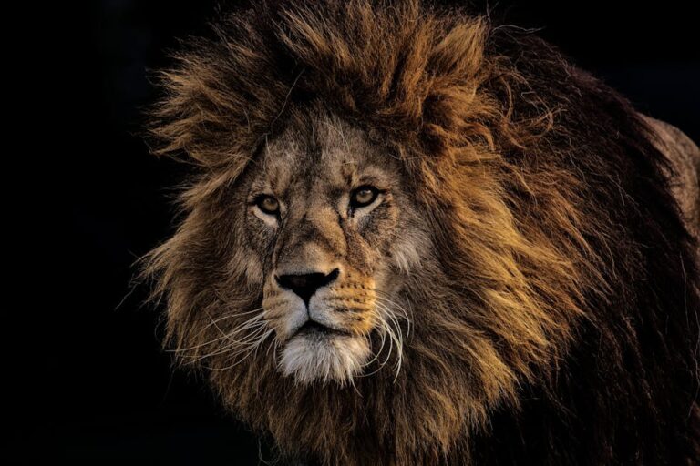 Close-up portrait of a majestic lion with a dark background, showcasing its powerful gaze and lush mane.